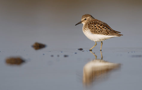 Least Sandpiper (Calidris minutilla) photo image