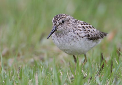 Least Sandpiper (Calidris minutilla) photo image
