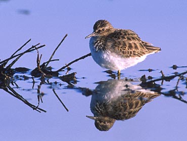 Least Sandpiper (Calidris minutilla) photo image