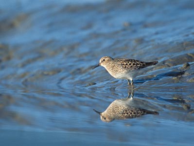 Least Sandpiper (Calidris minutilla) photo image