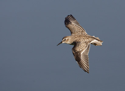 Least Sandpiper (Calidris minutilla) photo image