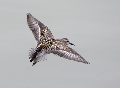 Least Sandpiper (Calidris minutilla) photo image