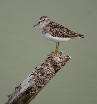 Least Sandpiper (Calidris minutilla) photo image