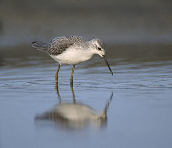 Marsh Sandpiper (Tringa stagnatilis) photo image