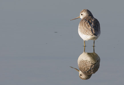 Marsh Sandpiper (Tringa stagnatilis) photo image