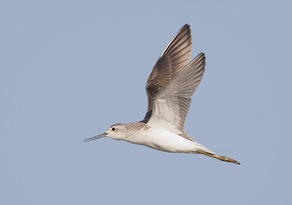 Marsh Sandpiper (Tringa stagnatilis) photo image