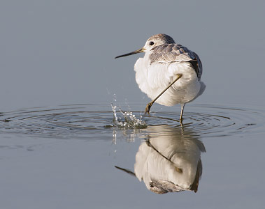 Marsh Sandpiper (Tringa stagnatilis) photo image