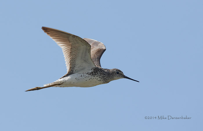 Marsh Sandpiper (Tringa stagnatilis) photo image