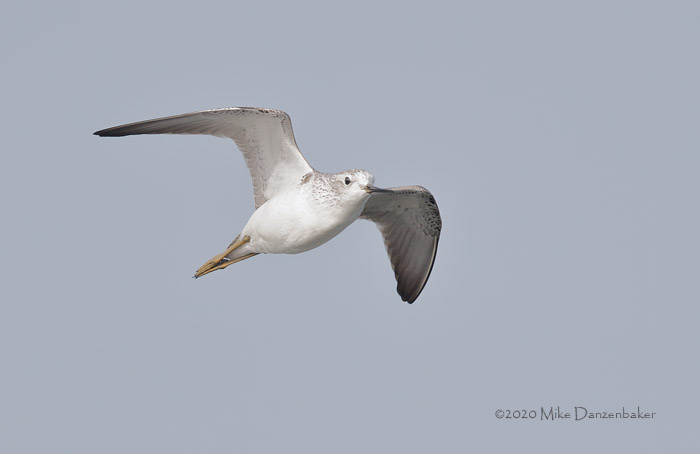 Marsh Sandpiper (Tringa stagnatilis) photo image