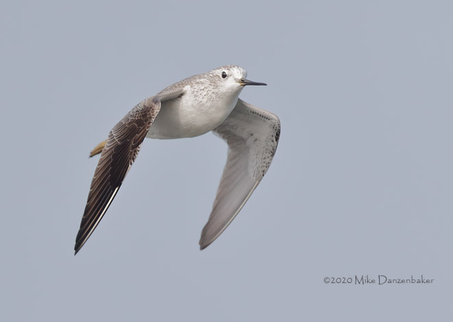 Marsh Sandpiper (Tringa stagnatilis) photo image