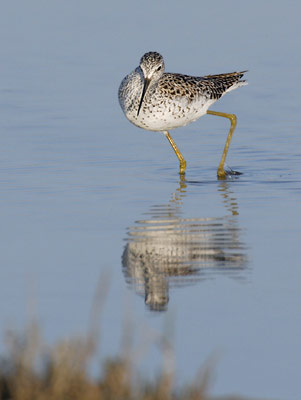 Marsh Sandpiper (Tringa stagnatilis) photo image