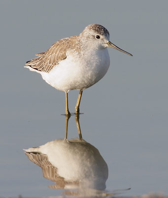 Marsh Sandpiper (Tringa stagnatilis) photo image
