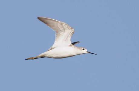 Marsh Sandpiper (Tringa stagnatilis) photo image