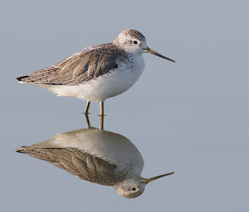 Marsh Sandpiper (Tringa stagnatilis) photo image