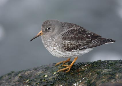Purple Sandpiper (Calidris maritima) photo