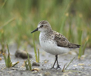 Semipalmated Sandpiper (Calidris pusilla) photo image