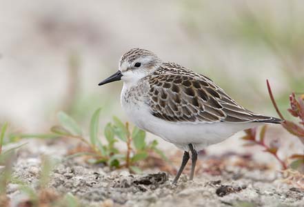 Semipalmated Sandpiper (Calidris pusilla) photo image