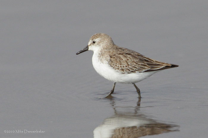 Semipalmated Sandpiper (Calidris pusilla) photo image
