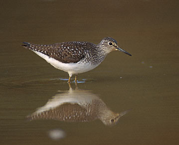 Solitary Sandpiper (Tringa solitaria) photo image