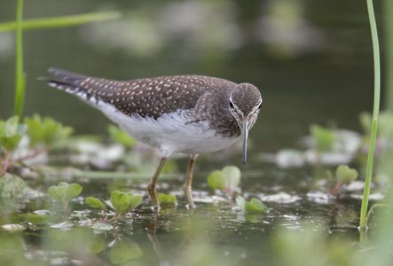 Solitary Sandpiper (Tringa solitaria) photo image