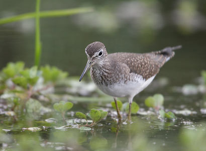 Solitary Sandpiper (Tringa solitaria) photo image