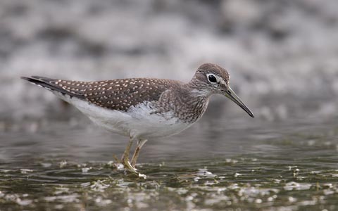 Solitary Sandpiper (Tringa solitaria) photo image