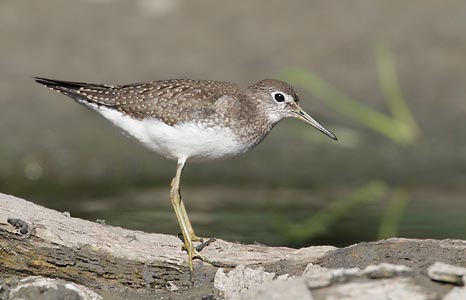 Solitary Sandpiper (Tringa solitaria) photo