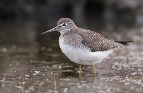 Solitary Sandpiper (Tringa solitaria) photo image
