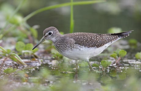 Solitary Sandpiper (Tringa solitaria) photo image