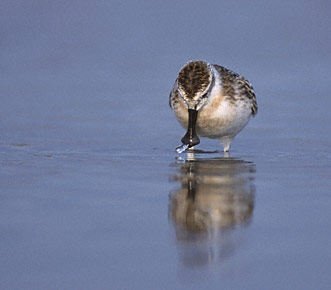 Spoon-billed Sandpiper (Eurynorhynchus pygmeus) photo image
