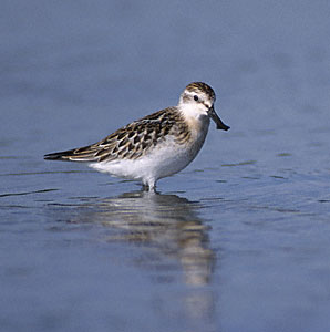 Spoon-billed Sandpiper (Eurynorhynchus pygmeus) photo image