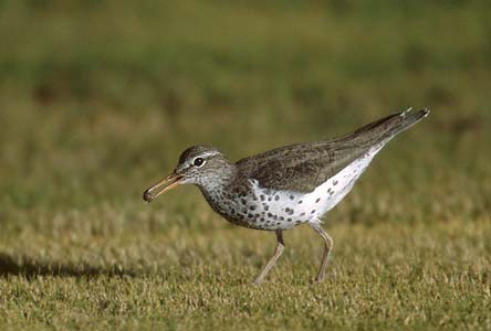 Spotted Sandpiper (Actitis macularius) photo image