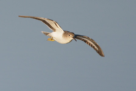 Spotted Sandpiper (Actitis macularia) photo