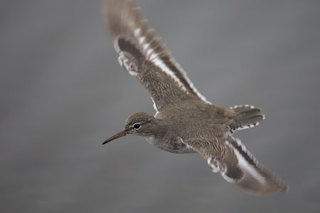 Spotted Sandpiper (Actitis macularius) photo image