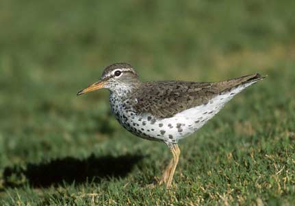 Spotted Sandpiper (Actitis macularius) photo image