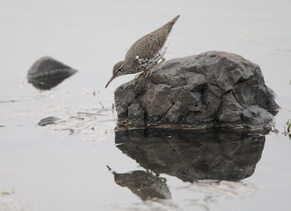 Spotted Sandpiper (Actitis macularius) photo image