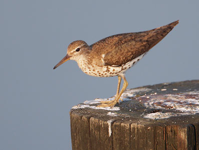 Spotted Sandpiper (Actitis macularia) photo