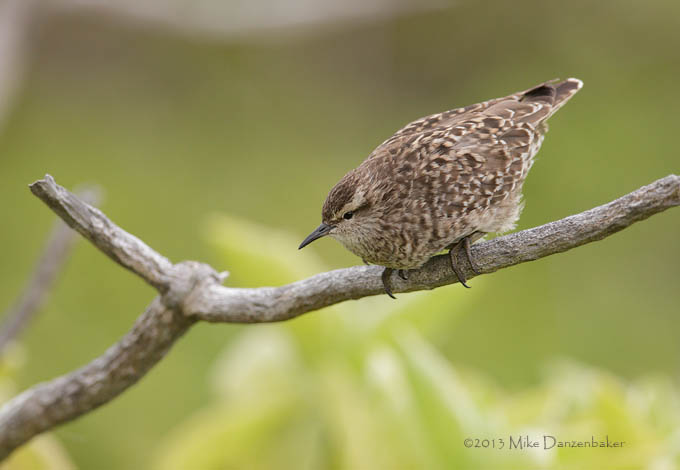 Tuamotu Sandpiper (Aechmorhynchus parvirostris) photo image