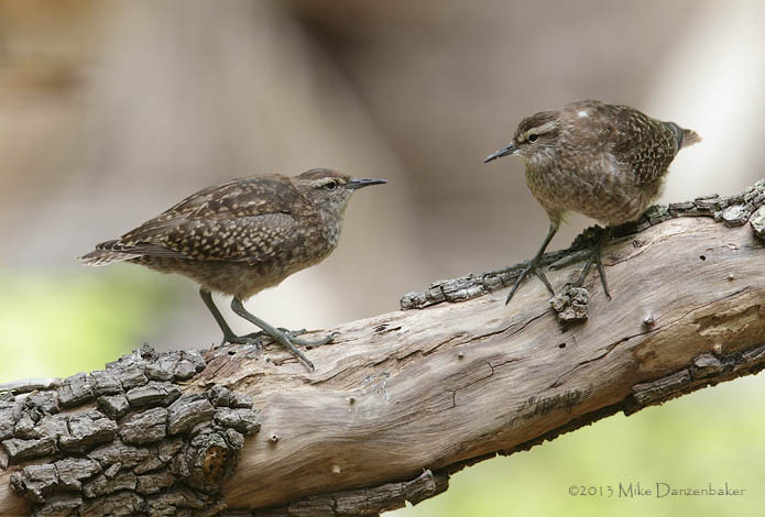 Tuamotu Sandpiper (Aechmorhynchus parvirostris) photo