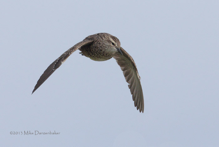 Tuamotu Sandpiper (Aechmorhynchus parvirostris) photo