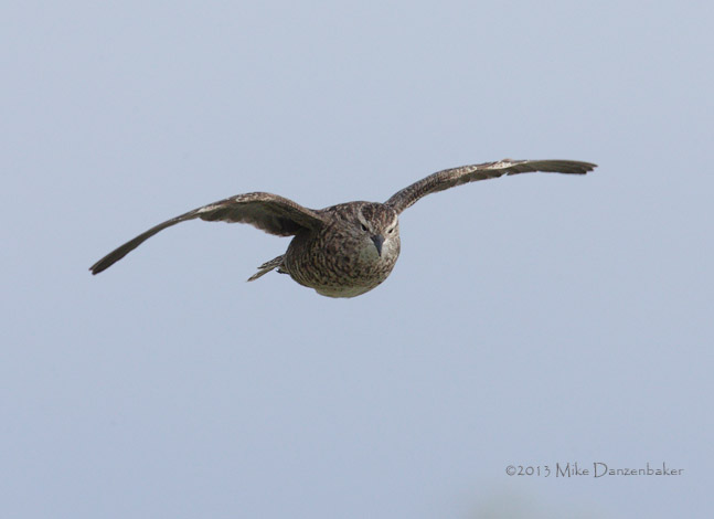 Tuamotu Sandpiper (Aechmorhynchus parvirostris) photo