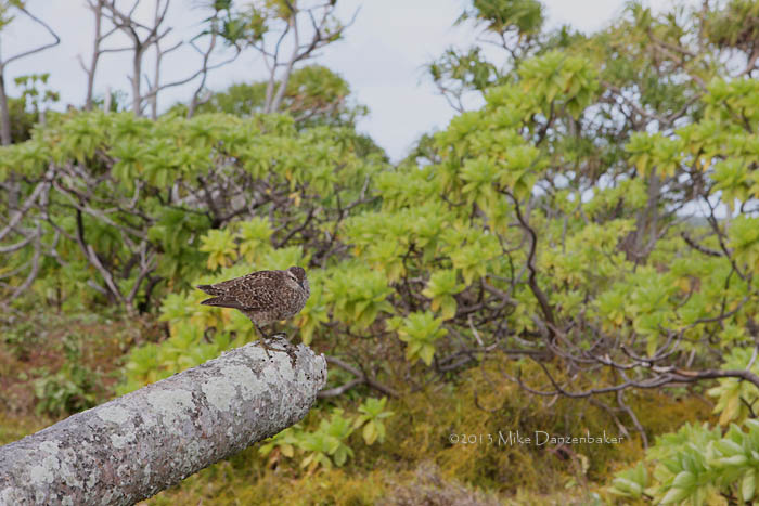Tuamotu Sandpiper (Aechmorhynchus parvirostris) photo image