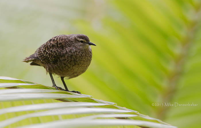 Tuamotu Sandpiper (Aechmorhynchus parvirostris) photo image