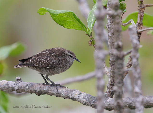 Tuamotu Sandpiper (Aechmorhynchus parvirostris) photo
