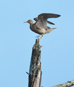 Upland Sandpiper (Bartramia longicauda) photo image