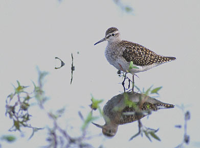 Wood Sandpiper (Tringa glareola) photo image