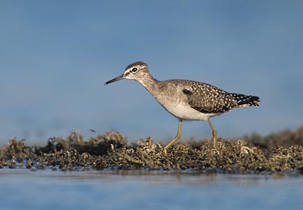Wood Sandpiper (Tringa glareola) photo image