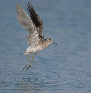 Wood Sandpiper (Tringa glareola) photo image