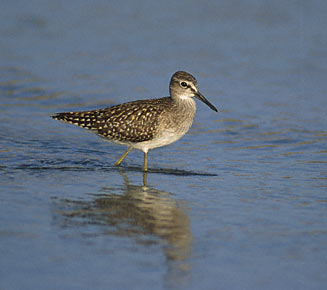 Wood Sandpiper (Tringa glareola) photo image