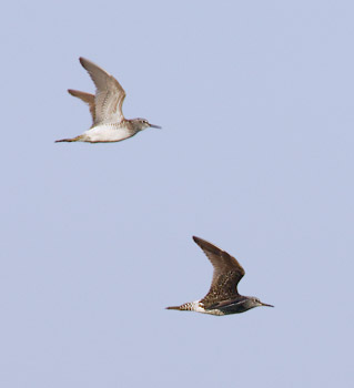 Wood Sandpiper (Tringa glareola) photo
